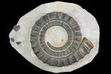 Devonian Ammonite (Anetoceras) With Trilobite Parts #68783-1